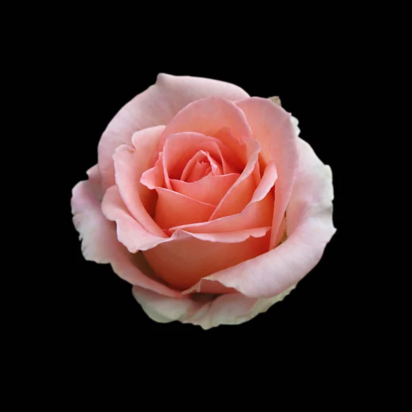 Schöne rosa Rose isoliert auf schwarzem Hintergrund — Stockfoto