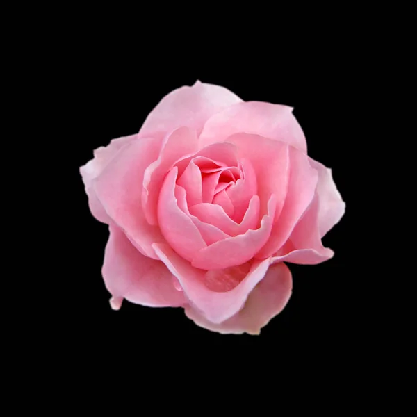 Hermosa rosa rosa aislada sobre un fondo negro — Foto de Stock