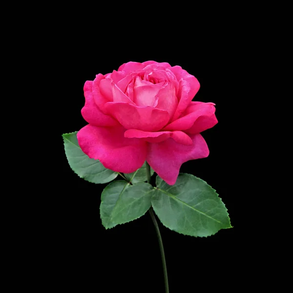 美丽的粉红玫瑰，背景是黑色的 — 图库照片