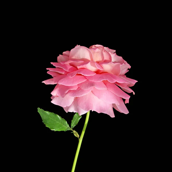 Schöne rosa Rose isoliert auf schwarzem Hintergrund — Stockfoto