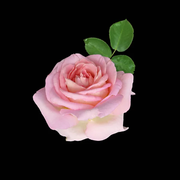 Schöne rosa Rose isoliert auf schwarzem Hintergrund — Stockfoto