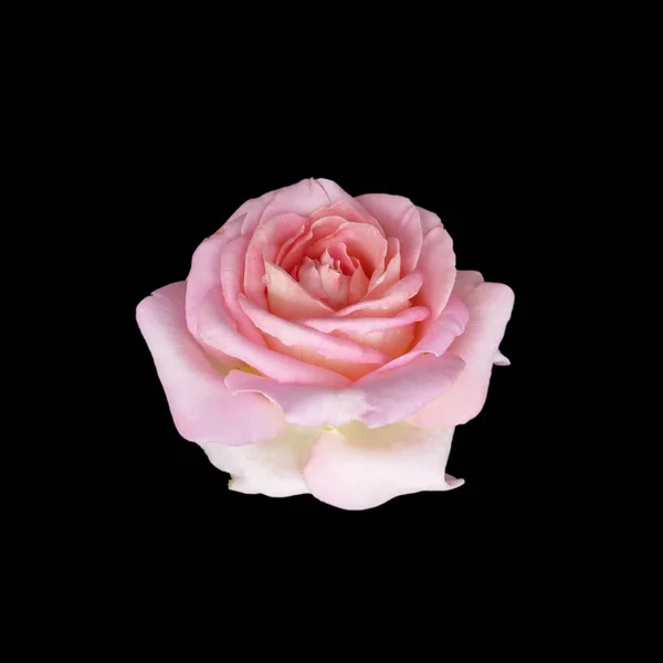 Hermosa rosa rosa aislada sobre un fondo negro — Foto de Stock