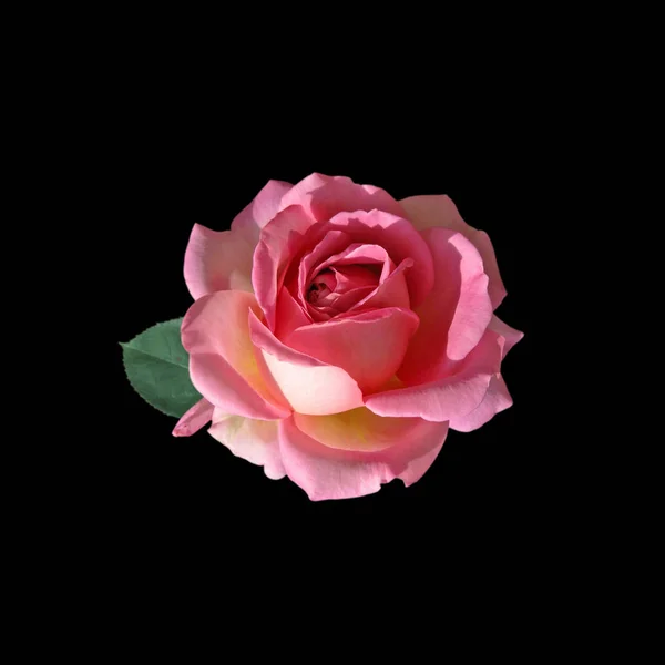 Schöne rosa Rose isoliert auf schwarzem Hintergrund — Stockfoto