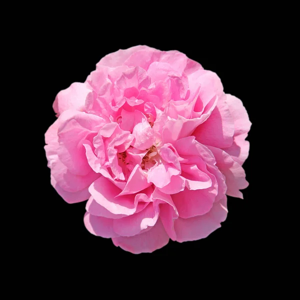 Mooie roze roos geïsoleerd op een zwarte achtergrond — Stockfoto