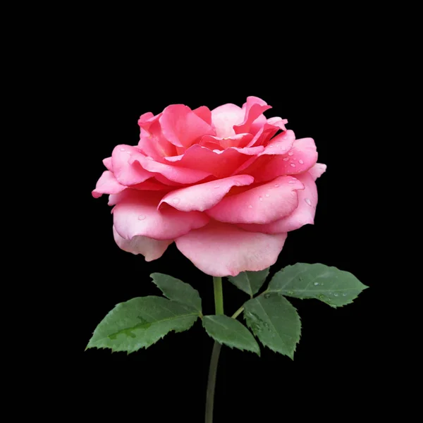 검은 배경에 고립된 아름다운 분홍빛 장미 — 스톡 사진