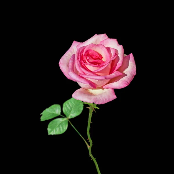 Schöne rosa Rose isoliert auf schwarzem Hintergrund — Stockfoto