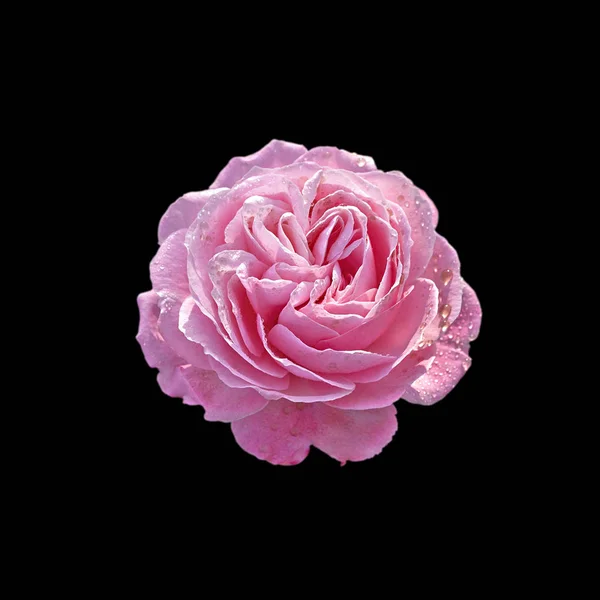 Beautiful pink rose isolated on a black background — Stock Photo, Image