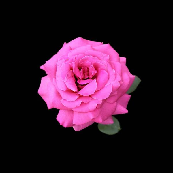 Schöne rosa Rose isoliert auf schwarzem Hintergrund — Stockfoto