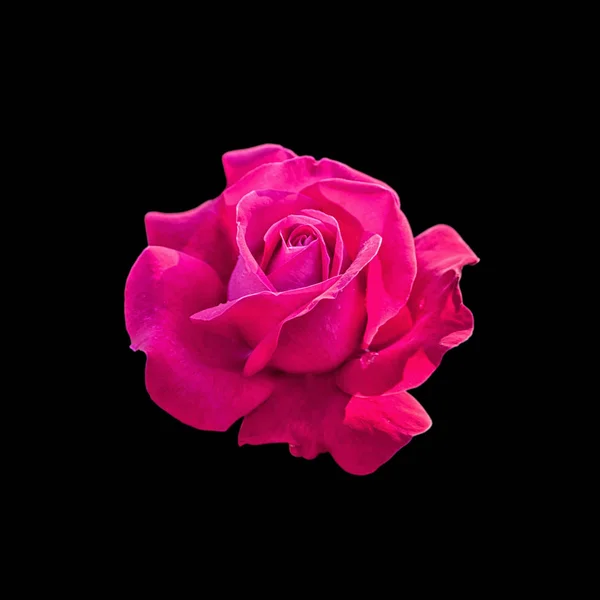 Hermosa rosa rosa aislada sobre un fondo negro — Foto de Stock