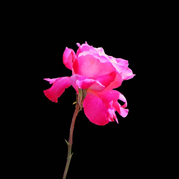 Beautiful pink rose isolated on a black background — Stock Photo, Image