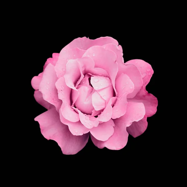 Güzel pembe gül, siyah bir arkaplanda izole edilmiş.