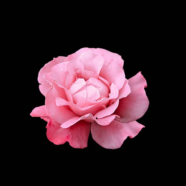 Güzel pembe gül, siyah bir arkaplanda izole edilmiş.