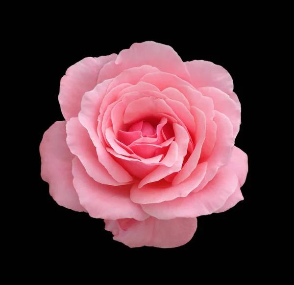 Mooie roze roos geïsoleerd op een zwarte achtergrond Stockafbeelding