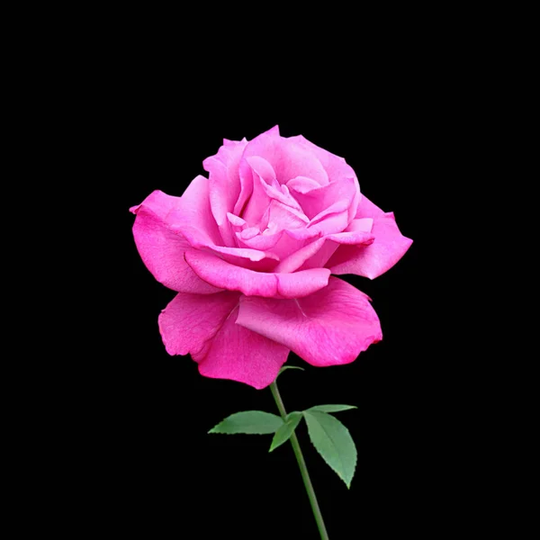 Güzel pembe gül, siyah bir arkaplanda izole edilmiş.
