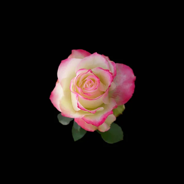 Belle rose isolée sur fond noir — Photo