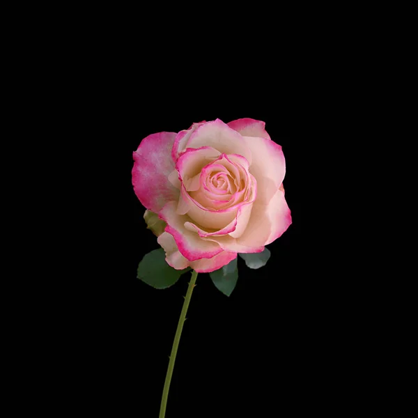 Beautiful pink rose isolated on a black background — Stock Photo, Image