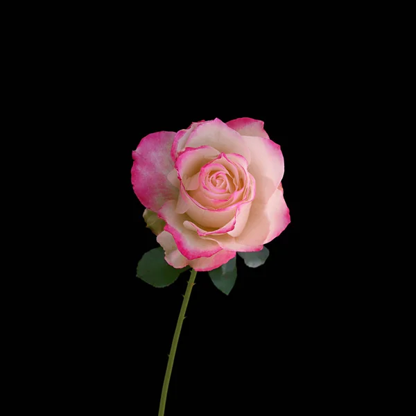 Schöne rosa Rose isoliert auf schwarzem Hintergrund — Stockfoto