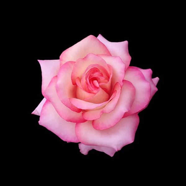 Schöne rosa Rose isoliert auf schwarzem Hintergrund — Stockfoto