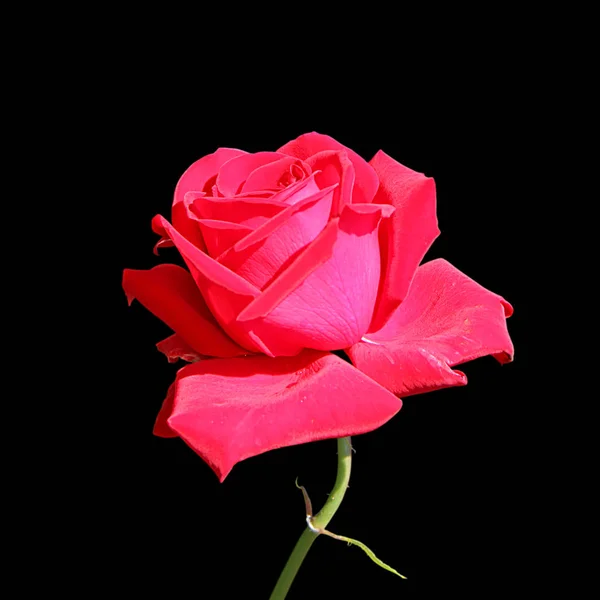 Rosa bonita rosa isolada em um fundo preto — Fotografia de Stock