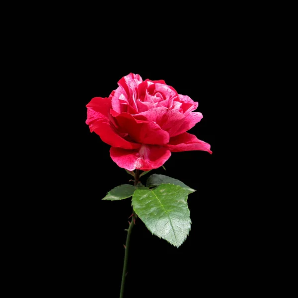 Schöne rosa Rose isoliert auf schwarzem Hintergrund — Stockfoto