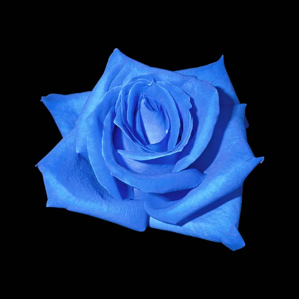 Beautiful blue rose isolated on a black background