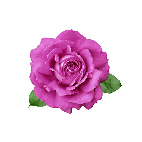 Beyaz bir arka plan üzerinde izole güzel mor gülü