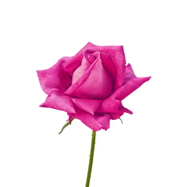Vacker lila ros isolerad på en vit bakgrund — Stockfoto
