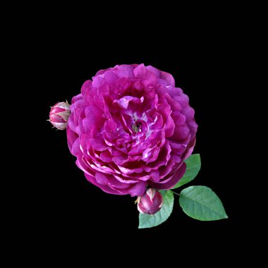 Güzel mor gül, siyah bir arkaplanda izole edilmiş.