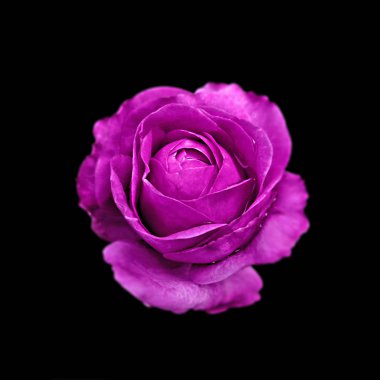Güzel mor gül, siyah bir arkaplanda izole edilmiş.