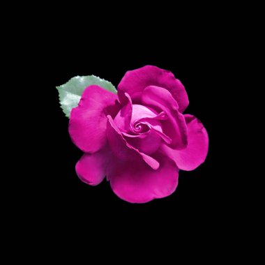 Güzel mor gül, siyah bir arkaplanda izole edilmiş.