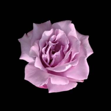 Güzel mor gül, siyah bir arkaplanda izole edilmiş.