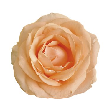 Beyaz arka planda izole edilmiş güzel bir çay gülü