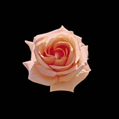 Siyah arka planda izole edilmiş güzel bir çay gülü.