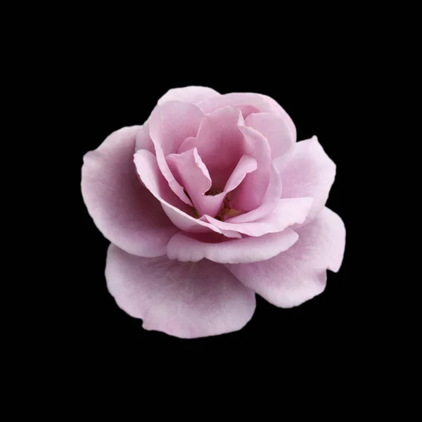 Красива фіолетова троянда ізольована на чорному тлі — стокове фото