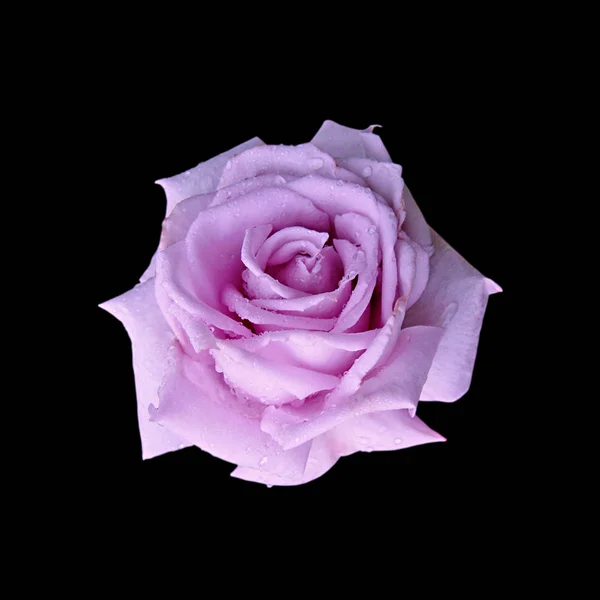 Schöne lila Rose isoliert auf schwarzem Hintergrund — Stockfoto