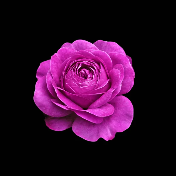 Güzel mor gül, siyah bir arkaplanda izole edilmiş.