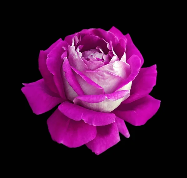 Belle rose violette isolée sur un fond noir — Photo