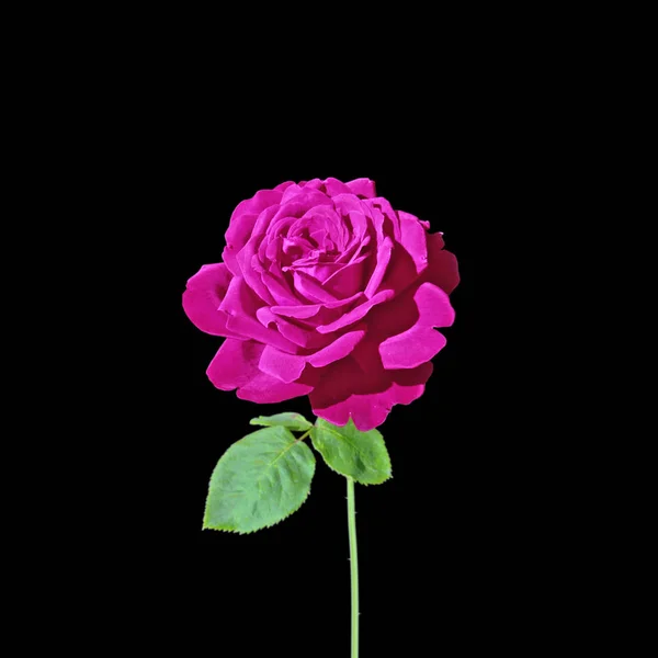 Linda rosa roxa isolado em um fundo preto — Fotografia de Stock