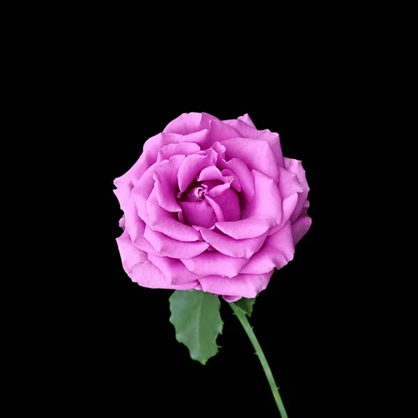 Beautiful purple rose isolated on a black background — Stock Photo, Image