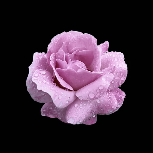 Güzel mor gül, siyah bir arkaplanda izole edilmiş.