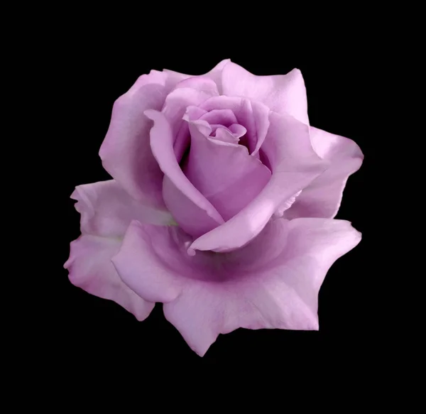 Güzel mor gül, siyah bir arkaplanda izole edilmiş.