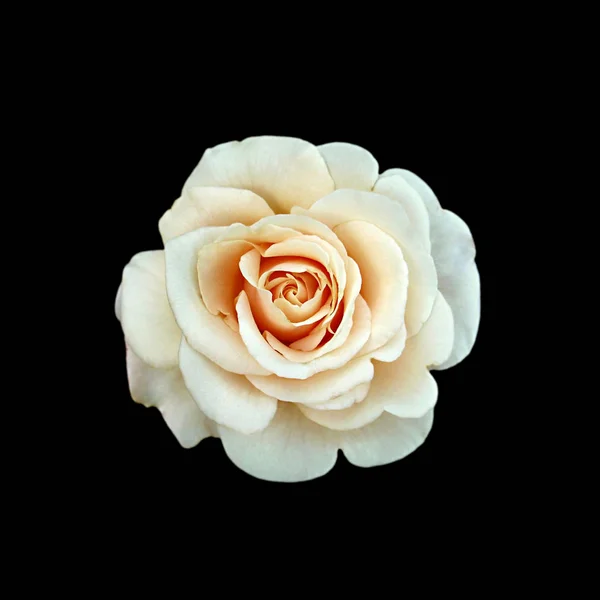 Belle rose de thé isolée sur un fond noir — Photo