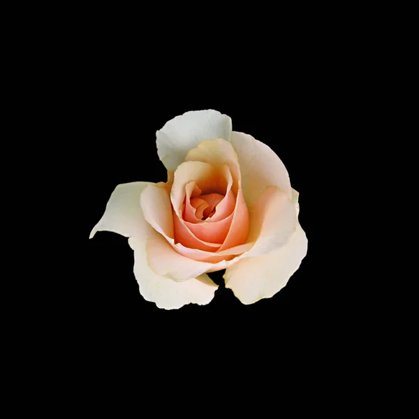 Beautiful tea rose isolated on a black background — Stock Photo, Image