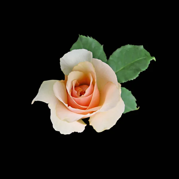 Piękna róża herbaty odizolowana na czarnym tle — Zdjęcie stockowe