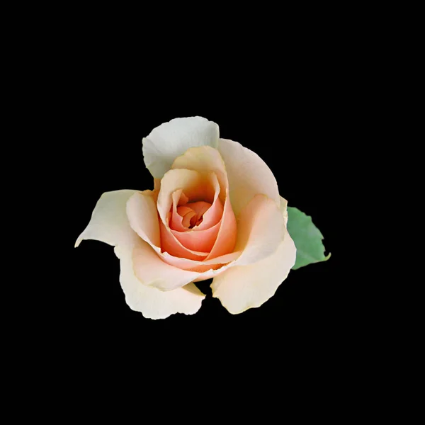Belle rose de thé isolée sur un fond noir — Photo