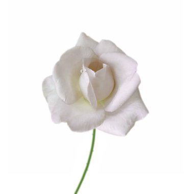 Beyaz bir arka plan üzerinde izole güzel beyaz gül