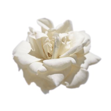 Beyaz bir arka plan üzerinde izole güzel beyaz gül