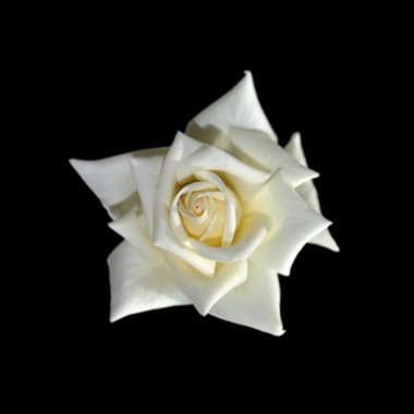 Güzel beyaz gül siyah bir arka plan üzerinde izole