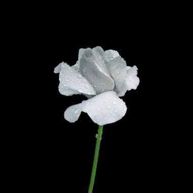 Güzel beyaz gül siyah bir arka plan üzerinde izole