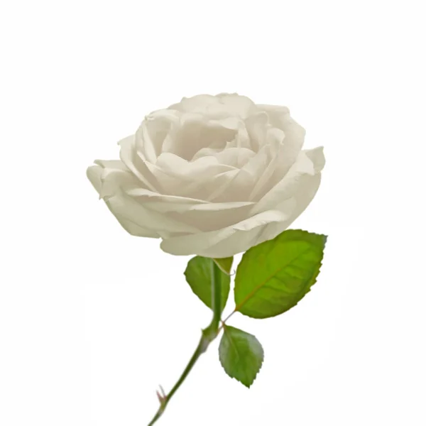 Belle rose blanche isolée sur fond blanc — Photo
